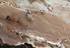 Attēlu rezultāti vaicājumam “Junghuhnia collabens”