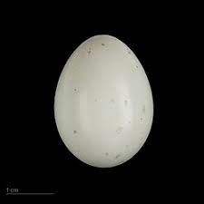 Attēlu rezultāti vaicājumam “Dendrocopos medius nest”