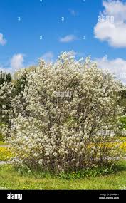 Attēlu rezultāti vaicājumam “Amelanchier spicata”