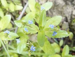 Attēlu rezultāti vaicājumam “Veronica beccabunga”