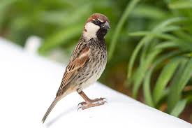 Image result for Passer hispaniolensis