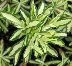 Attēlu rezultāti vaicājumam “Daphne mezereum leaf”