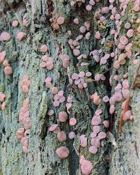 Attēlu rezultāti vaicājumam “Icmadophila ericetorum”