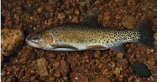 Image result for Oncorhynchus clarkii