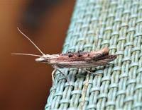 Attēlu rezultāti vaicājumam “Ypsolopha scabrella”