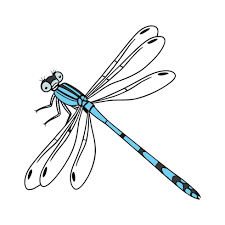 Attēlu rezultāti vaicājumam “Ischnura elegans”