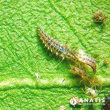 Attēlu rezultāti vaicājumam “Chrysopidae”