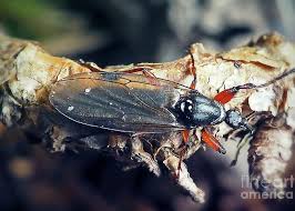 Attēlu rezultāti vaicājumam “Bibionidae”