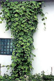 Attēlu rezultāti vaicājumam “Aristolochia durior”