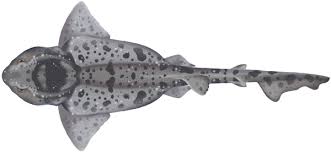 Image result for Cephaloscyllium laticeps