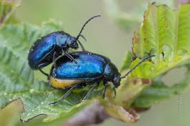 Attēlu rezultāti vaicājumam “Agelastica alni”