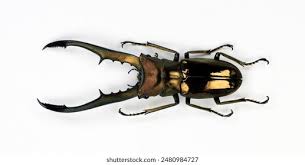 Attēlu rezultāti vaicājumam “Lucanidae”