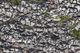 Attēlu rezultāti vaicājumam “Xylobolus frustulatus”