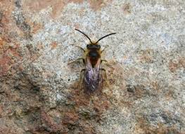 Attēlu rezultāti vaicājumam “Andrena haemorrhoa female”