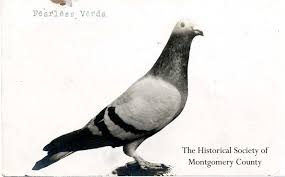 Image result for Abbeyton & Broomfield Racing Pigeons