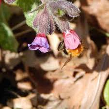 Attēlu rezultāti vaicājumam “Pulmonaria obscura flower”