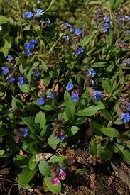 Image result for Lungenkraut