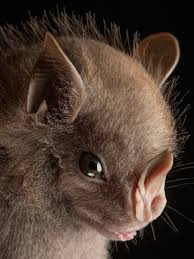 Attēlu rezultāti vaicājumam “Badhamiopsis praetermissa macro”