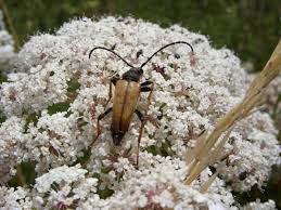 Attēlu rezultāti vaicājumam “Leptura rubra”