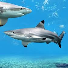 Image result for Carcharhinus melanopterus