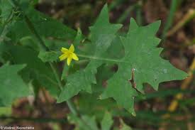 Attēlu rezultāti vaicājumam “Mycelis muralis”