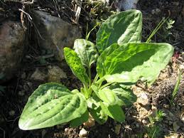 Attēlu rezultāti vaicājumam “Plantago media leaf”