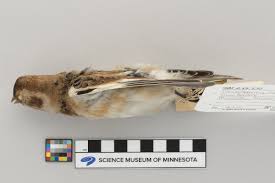 Attēlu rezultāti vaicājumam “Plectrophenax nivalis”