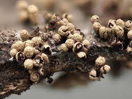 Attēlu rezultāti vaicājumam “Physarum, Nannengaella sp.”