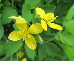 Attēlu rezultāti vaicājumam “Chelidonium majus bud”