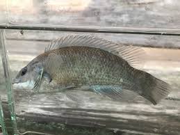 Image result for Tautogolabrus adspersus