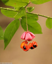 Attēlu rezultāti vaicājumam “Euonymus verrucosus leaf”