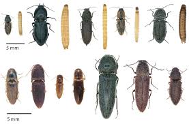 Attēlu rezultāti vaicājumam “Elateridae larva”