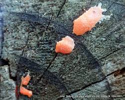 Attēlu rezultāti vaicājumam “Tubifera montana”