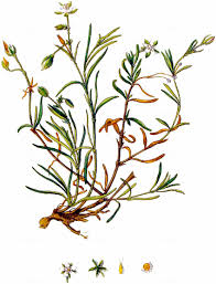 Attēlu rezultāti vaicājumam “Spergularia marina”