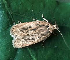 Attēlu rezultāti vaicājumam “Depressaria olerella”