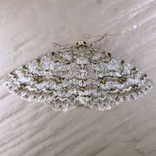 Attēlu rezultāti vaicājumam “Ectropis crepuscularia”