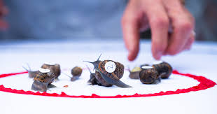 Image result for World Snail Racing Championships