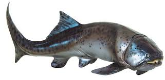 Attēlu rezultāti vaicājumam “Placodermi”