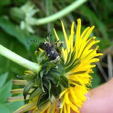 Attēlu rezultāti vaicājumam “Platystomos albinus”