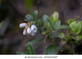 Attēlu rezultāti vaicājumam “Vaccinium vitis-idaea bud”