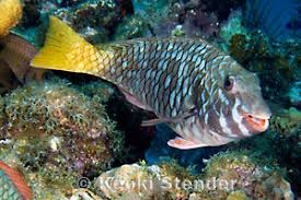 Image result for Sparisoma rubripinne