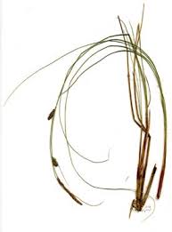 Attēlu rezultāti vaicājumam “Carex lasiocarpa leaf”
