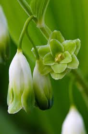 Attēlu rezultāti vaicājumam “Polygonatum odoratum flower”