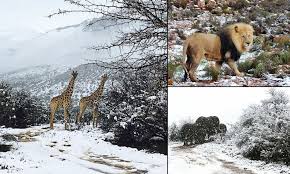 Image result for snow africa