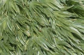 Attēlu rezultāti vaicājumam “Leucobryum juniperoideum”