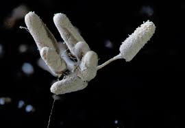 Attēlu rezultāti vaicājumam “Arcyria cinerea”