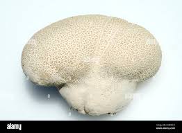 Attēlu rezultāti vaicājumam “Calvatia utriformis”