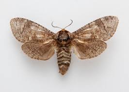 Attēlu rezultāti vaicājumam “Cossus cossus imago”