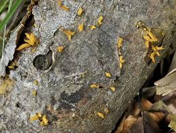 Attēlu rezultāti vaicājumam “Calocera cornea”