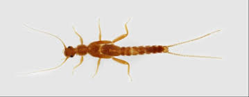 Attēlu rezultāti vaicājumam “Plecoptera”